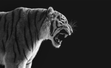acute stress - als een tijger je achterna zit