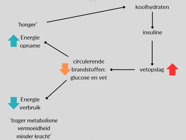 schematishe voorstelling van het carbohydrate-insulin model of obesity, nederlandstalig