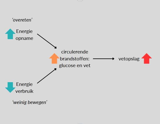 Het energiebalans model: als je meer calorieën inneemt dan je verbruikt, stromen er teveel brandstoffen in je bloed, die worden omgezet tot lichaamsvet. (1)