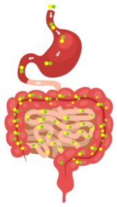 schematische voorstelling verteringsorganen